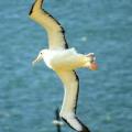 Combien de temps faut-il à l'albatros royal pour aller de Nouvelle-Zélande au Chili