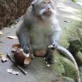 Combien d'années vivent en moyenne les macaques du temple d'Ubud?