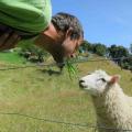 Combien y a-t-il de moutons en Nouvelle-Zélande, sachant que le nombre d'habitants est de 4 500 000?