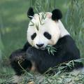 Combien de kilos de bambous mangent les pandas par jour?